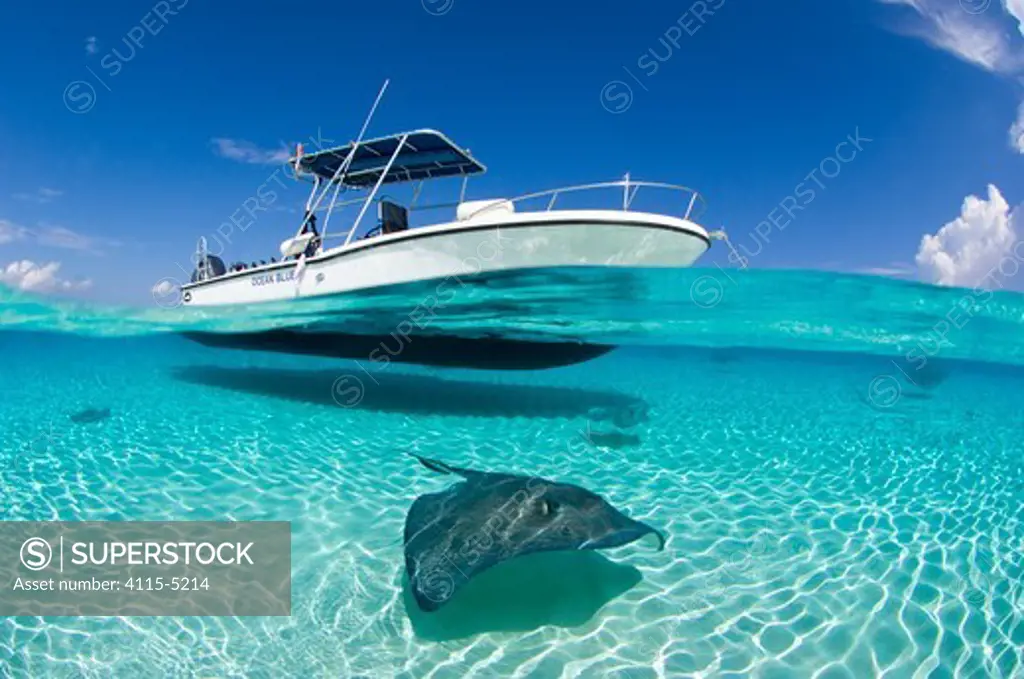 Spilt level view of a large female Southern Stingray (Dasyatis americana) beneath boat, Grand Cayman, Cayman Islands. British West Indies. Caribbean. March