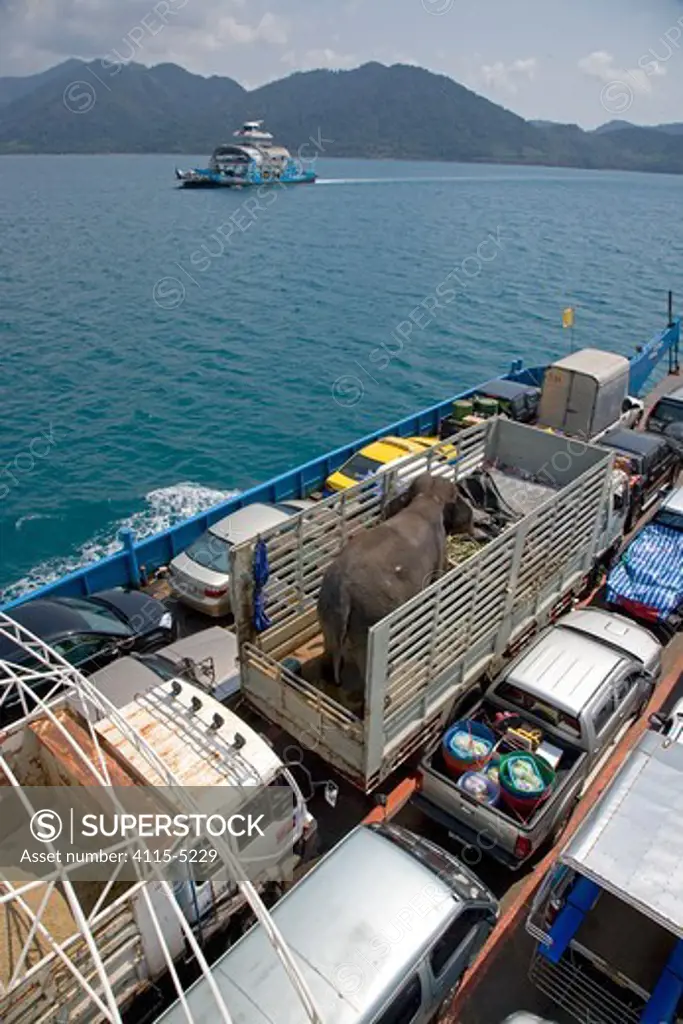 Domestic Asian elephant (Elephas maximus) in lorry, transported on a car ferry, Thailand, March 2009