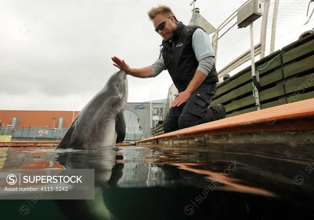 Harbour porpoise (Phocoena Phocoena) working with trainer, Fjord and Baelt centre, Norway, Captive, May 2009