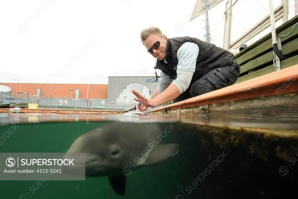 Split level view of Harbour porpoise (Phocoena Phocoena) working with trainer, Fjord and Baelt centre, Norway. Captive, May 2009