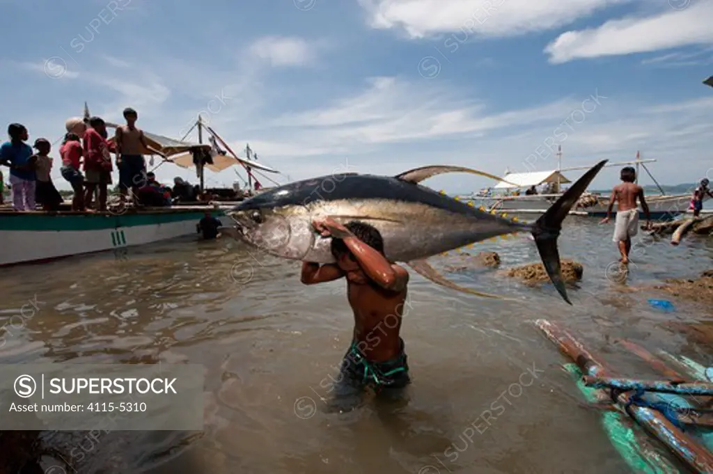 Dock worker carrying Yellowfin tuna ashore for weighing, Jacana tuna fish landing, Puerto Princesa, Palawan, Philippines, April 2009
