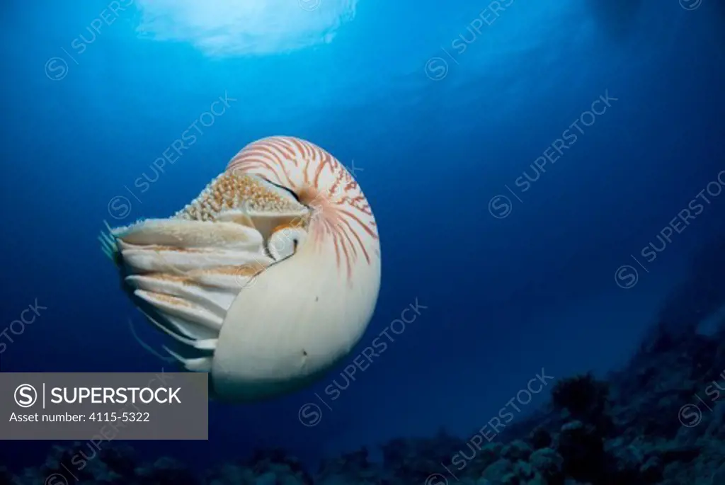 Chambered nautilus Nautilus pompilius} Indo-pacific