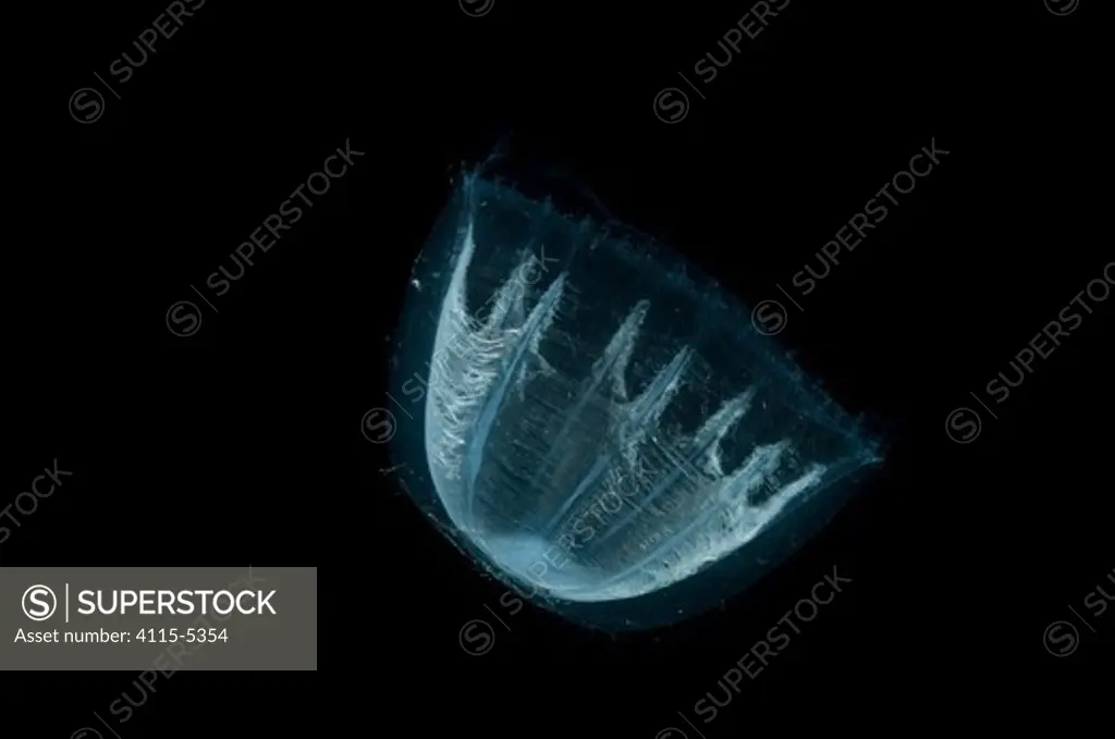 Deepsea Medusa jellyfish (Colobonema sp), Mid-Atlantic Ridge, North Atlantic Ocean