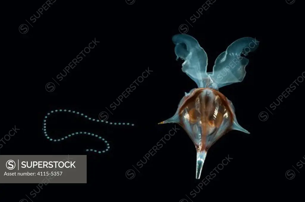 Shelled Pteropod / Sea butterfly Diacria trispinosa} with egg string attached, from between 188 and 507m, Mid-Atlantic Ridge, North Atlantic Ocean