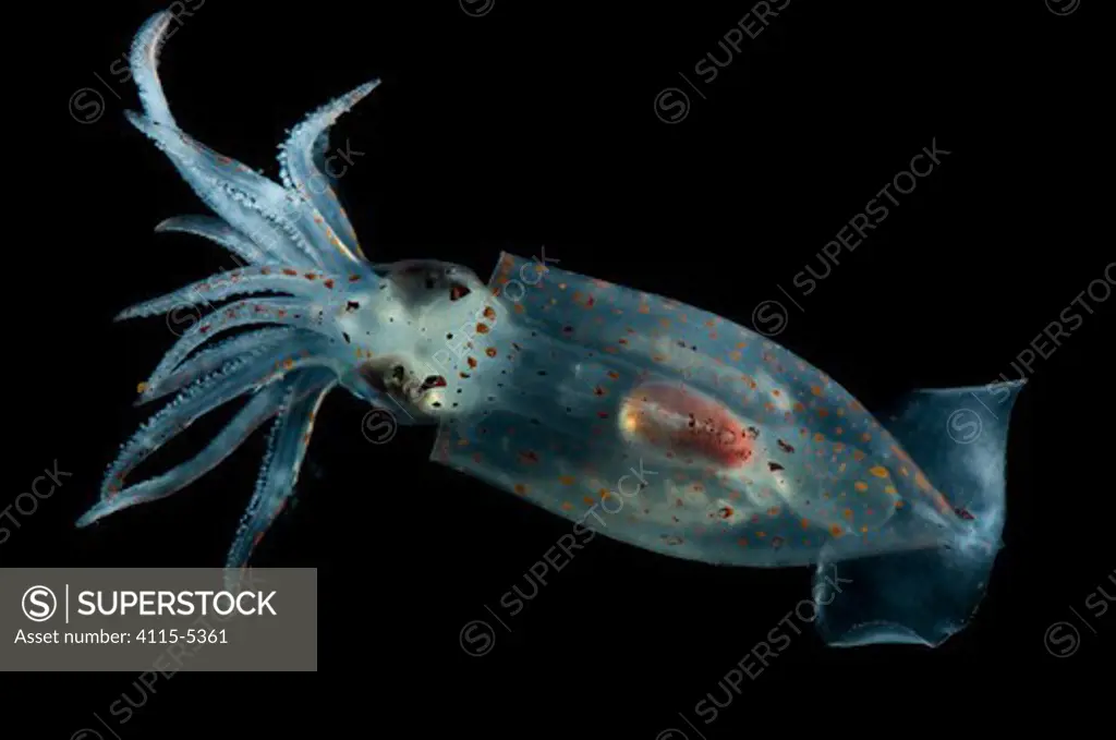 Deepsea squid Gonatus steenstrupi} Mid-Atlantic Ridge, North Atlantic Ocean