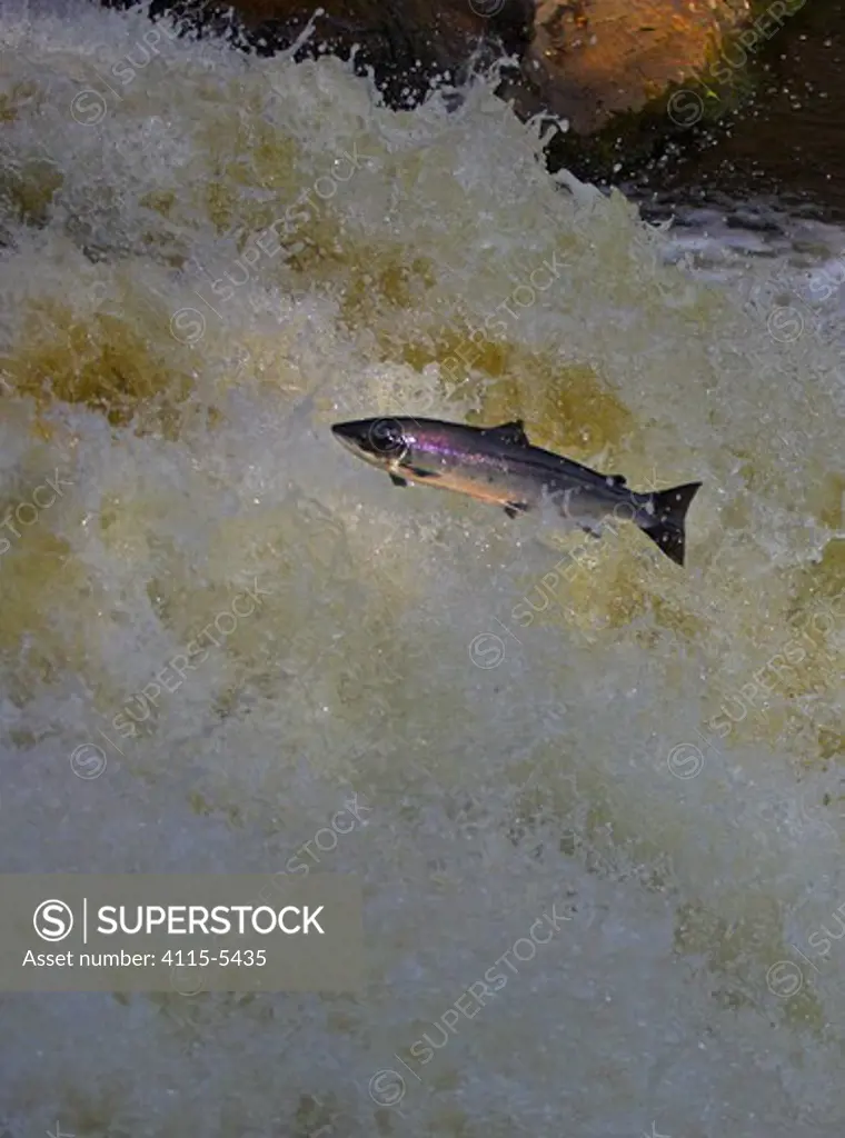 Atlantic salmon (Salmo salar) jumping waterfall during migration to spawn, Scotland