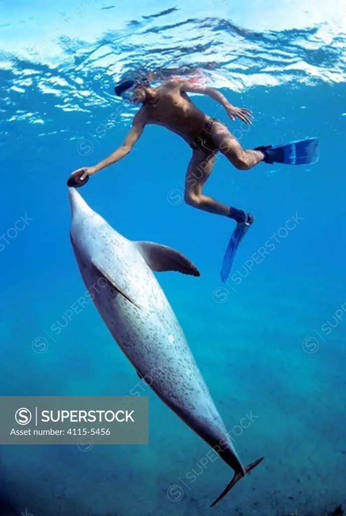 Snorkeler holding Sea Cucumber (Holothuria edulis) swimming with wild Bottlenose Dolphin (Tursiops truncatus), Nuweiba, Egypt - Red Sea. Model released