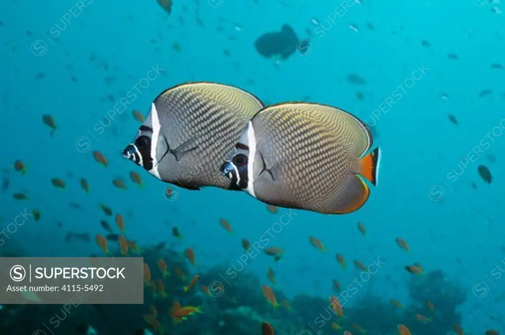 Two Redtail butterflyfish (Chaetodon collare) Andaman Sea, Thailand