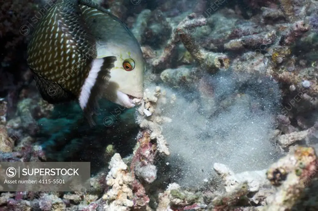 Rockmover / Dragon wrasse (Novaculichthys taeniourus) moving coral rubble to find benthic invertebrates to feed on. Misool, Raja Ampat, West Papua, Indonesia.