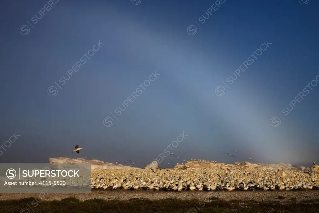 Cape Gannet (Sula capensis) nesting colony with bow of light in the fog, Lamberts Bay, South Africa.