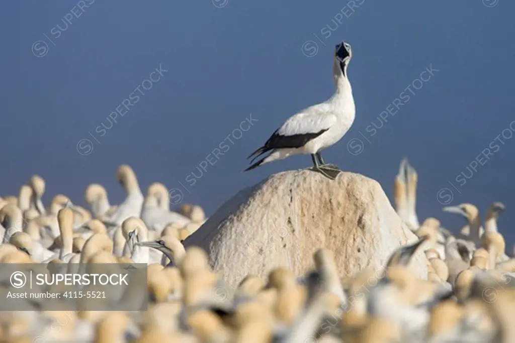 Cape Gannet (Sula capensis) perched on a rock whilst calling, nesting colony, Lamberts Bay, South Africa.