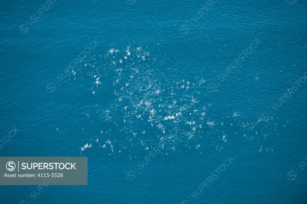 Aerial view of large group of Common dolphin (Delphinus delphis) surfacing, Loreto Marine Reserve, Gulf of California, Mexico, April