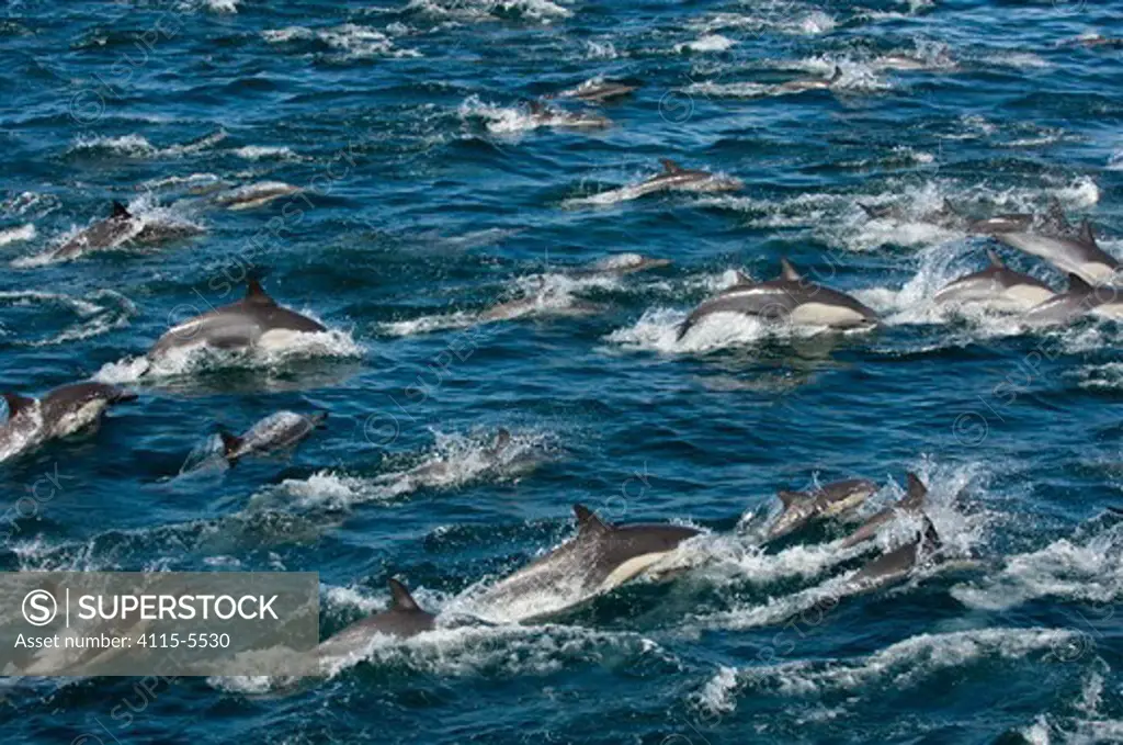 Large group of Common dolphin (Delphinus delphis) surfacing, Loreto Marine Reserve, Gulf of California, Mexico, April