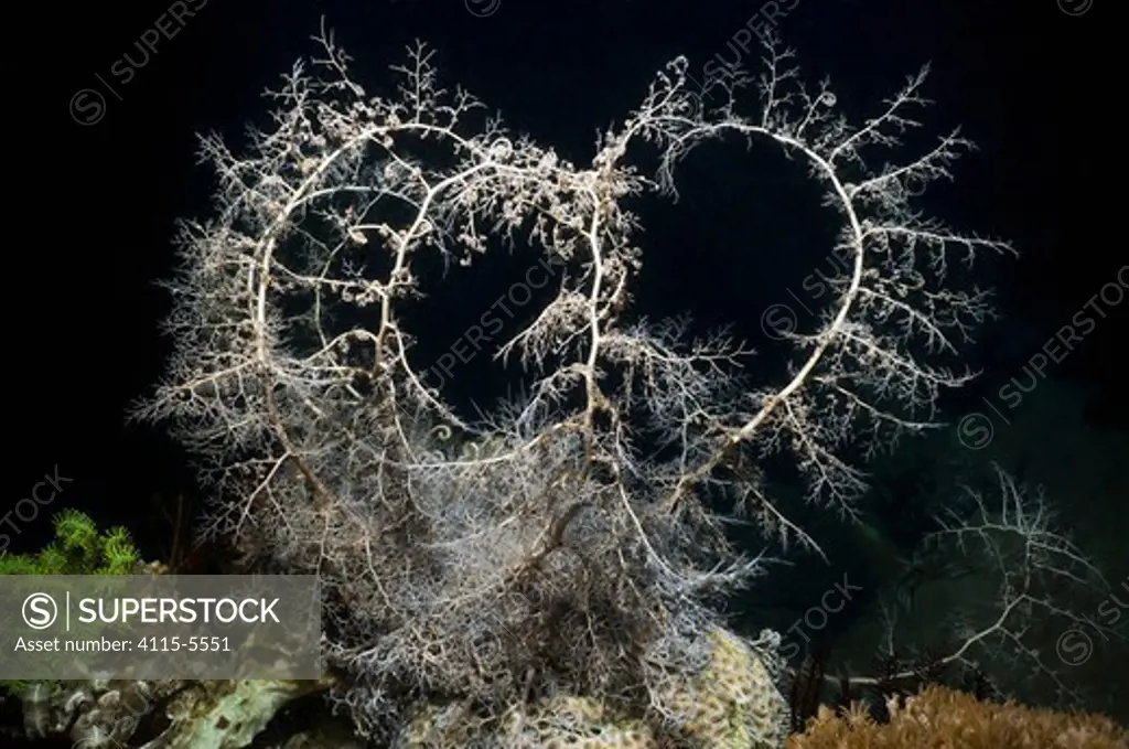 Basket star (Astroboa nuda) commonly found at night with its rays fully extended into areas of current. It removes plankton from the water column by filter feeding. During the day it hides under coral heads and its crevices. It reacts to light by collapsing its branches and retreating in a crevice. Komodo National Park, Indonesia.