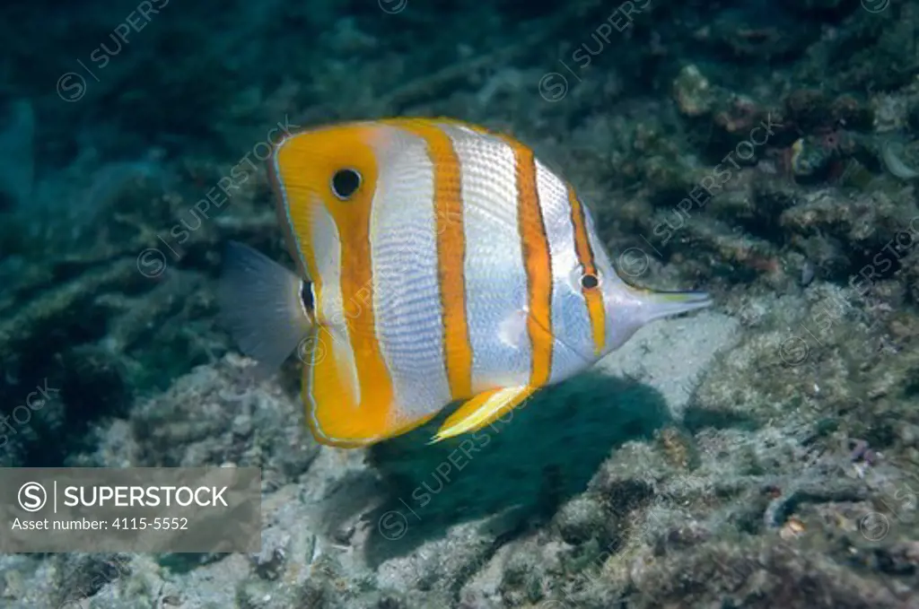 Beaked / Copper-banded butterflyfish (Chelmon rostratus) in coral reef, Indonesia