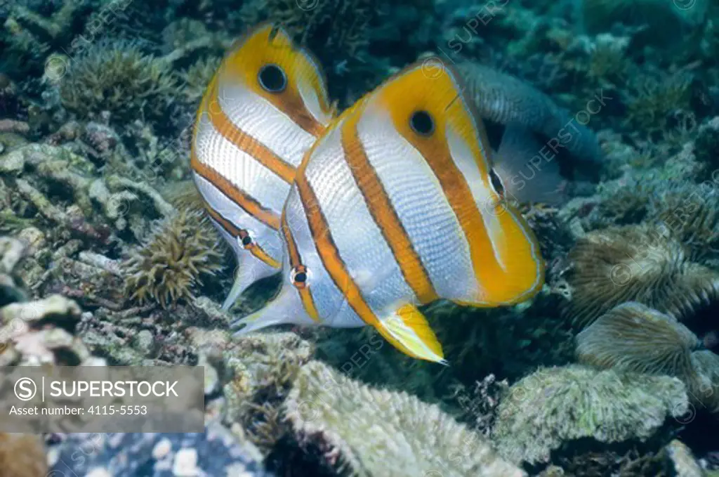 Two Beaked / Copper-banded butterflyfish (Chelmon rostratus) in coral reef, Indonesia