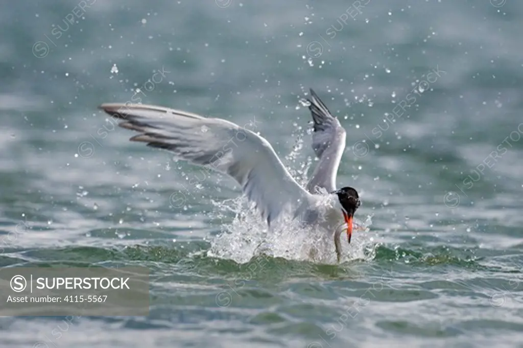 Common tern (Sterna hirundo) fishing for sandeels, Anglesey, Wales, July