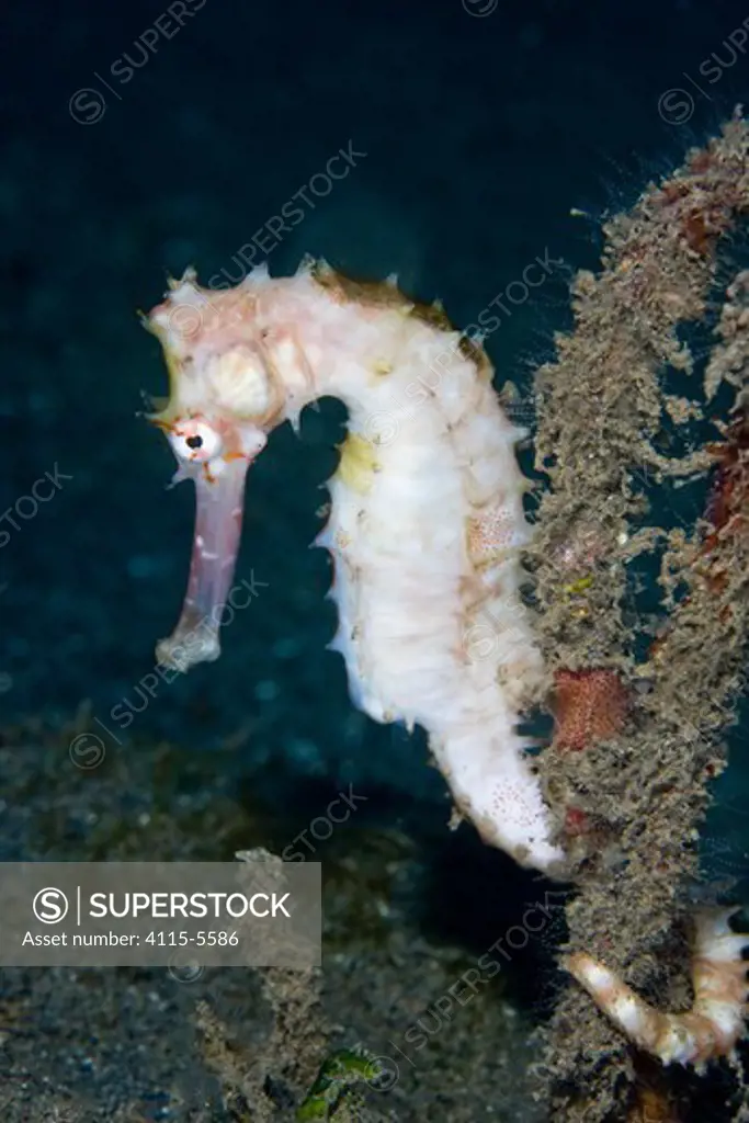 Thorny seahorse (Hippocampus histrix) Lembeh Straits, Sulawesi, Indonesia