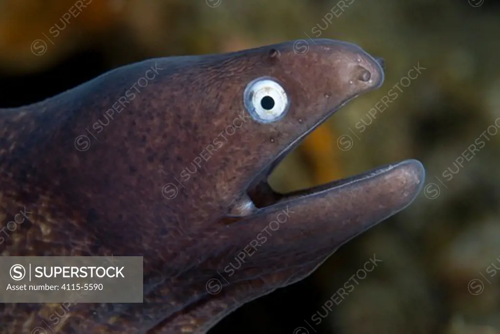 White-eyed / Grey faced moray eel (Siderea thyrsoidea) portrait, Lembeh Straits, Sulawesi, Indonesia