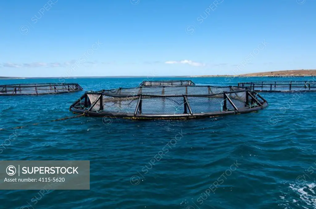 Tuna farming where wild-caught young tuna are penned and farmed until maturity, Southern Ocean bay, Port Lincoln, Eyre Peninsula, South Australia January 2007
