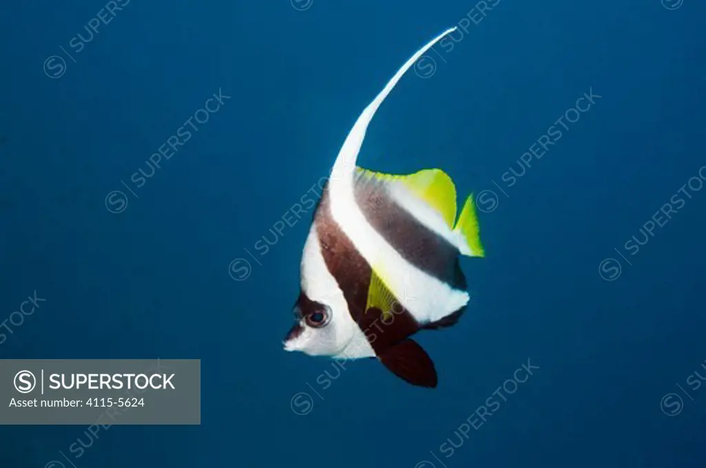 Longfin bannerfish (Heniochus acuminatus) Andaman Sea, Thailand