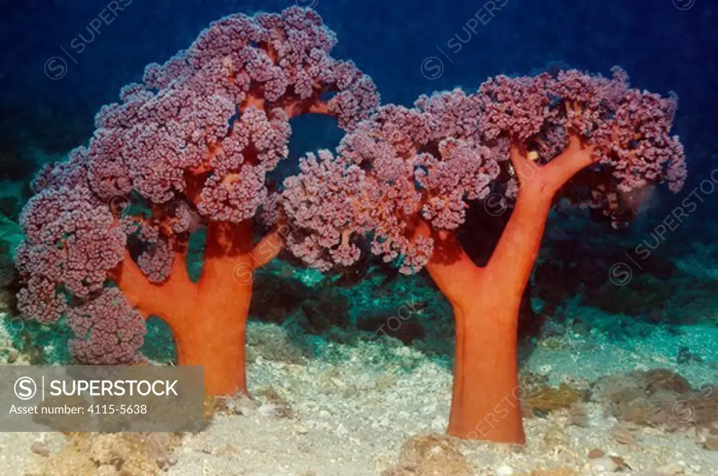 Tree coral (Dendronephthya sp) on sandy sea bed. Rinca, Komodo National Park, Indonesia