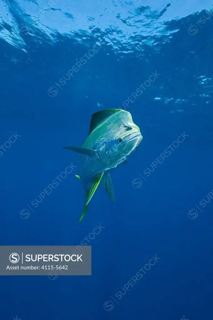 Dolphin fish / Mahi mahi / Dorado (Coryphaena hippurus) large male, off Isla Mujeres, near Cancun, Yucatan Peninsula, Mexico, Caribbean Sea