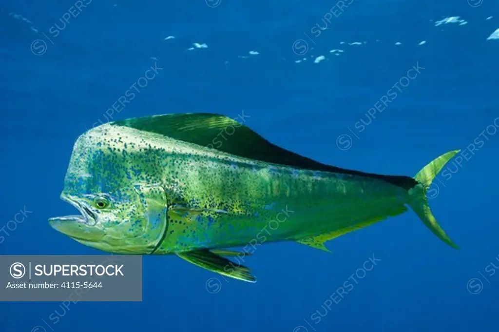 Dolphin fish / Mahi mahi / Dorado (Coryphaena hippurus) portrait of large male, off Isla Mujeres, near Cancun, Yucatan Peninsula, Mexico, Caribbean Sea