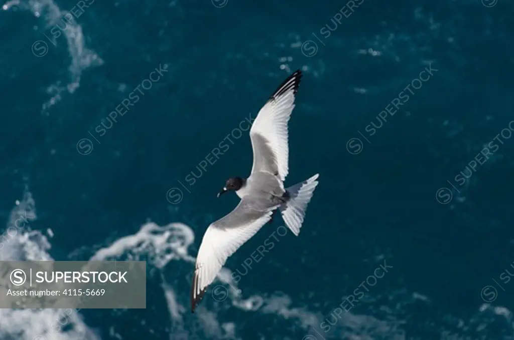 Swallow-tailed gull (Larus / Creagrus furcatus) flying over Pacific ocean, Punto Cevallos, Española (Hood) Island, Galapagos islands, Equador, South America