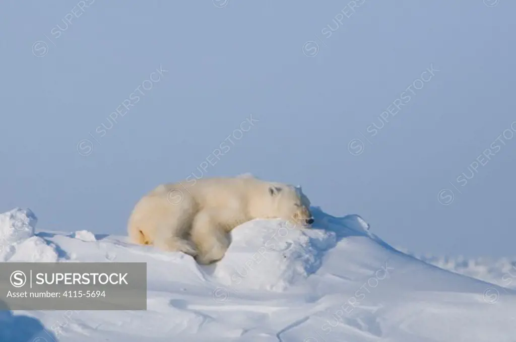 Polar bear (Ursus maritimus) adult sleeping on snow bank in winter, Arctic coast, Alaska, USA