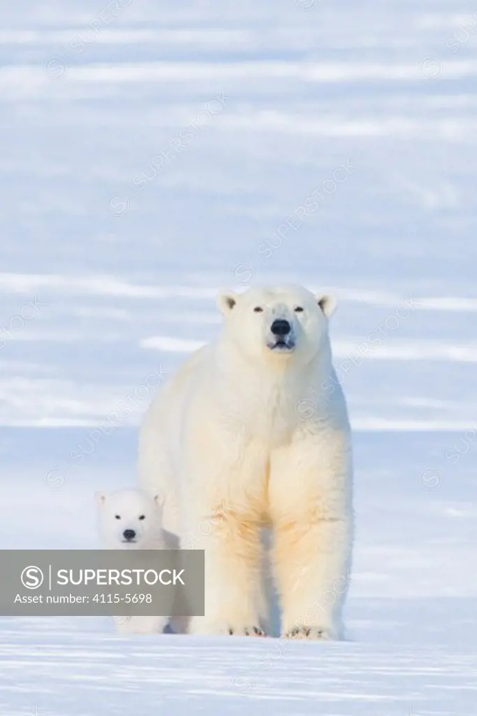 Polar bear (Ursus maritimus) sow with her  cub outside their den in late winter, Arctic coast of Alaska