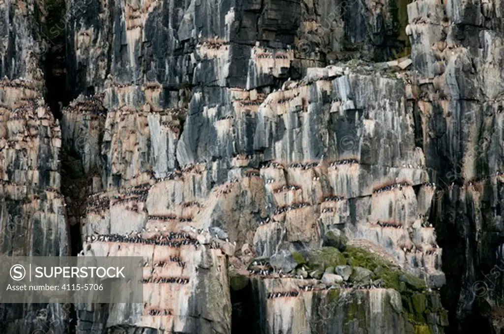 Colony of Brunnich's guillemots (Uria lomvia) nesting on cliffs on the coast of Svalbard in summer, Norway