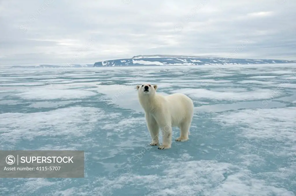 Portrait of curious Polar bear (Ursus maritimus) hunting seals on the sea ice, along the coast of Svalbard, Norway