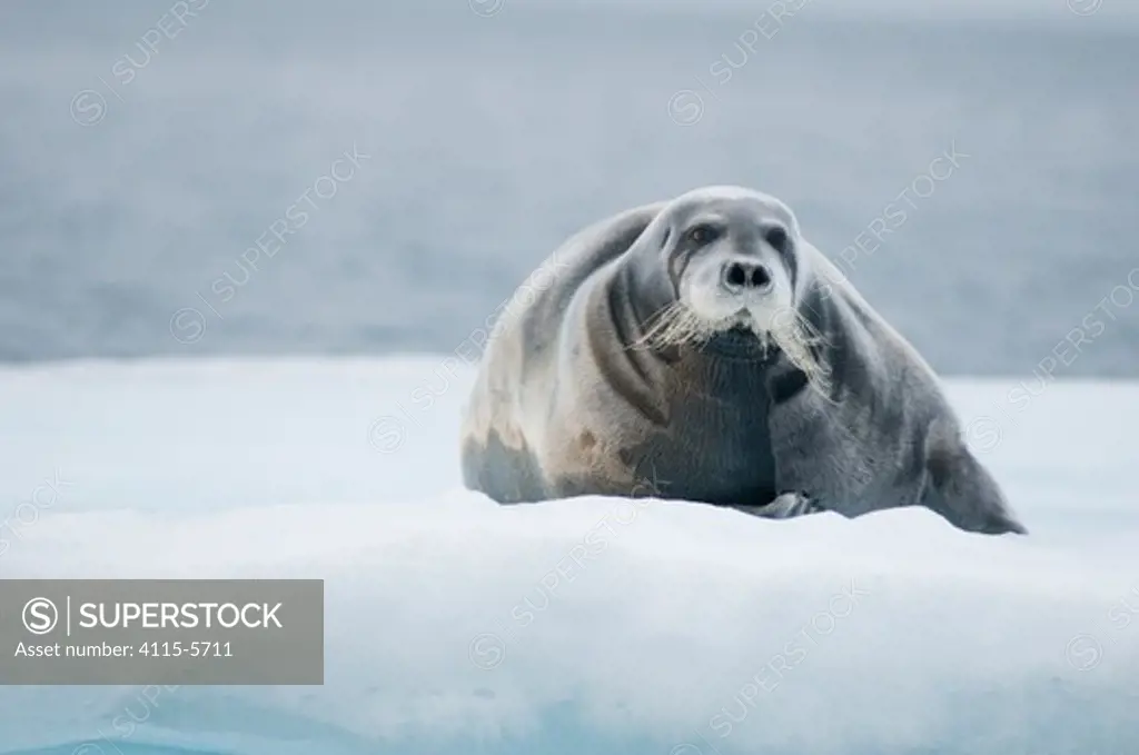 Portrait of Bearded seal (Erignathus barbatus) resting on an ice floe along the arctic coast of Svalbard in summer, Norway.
