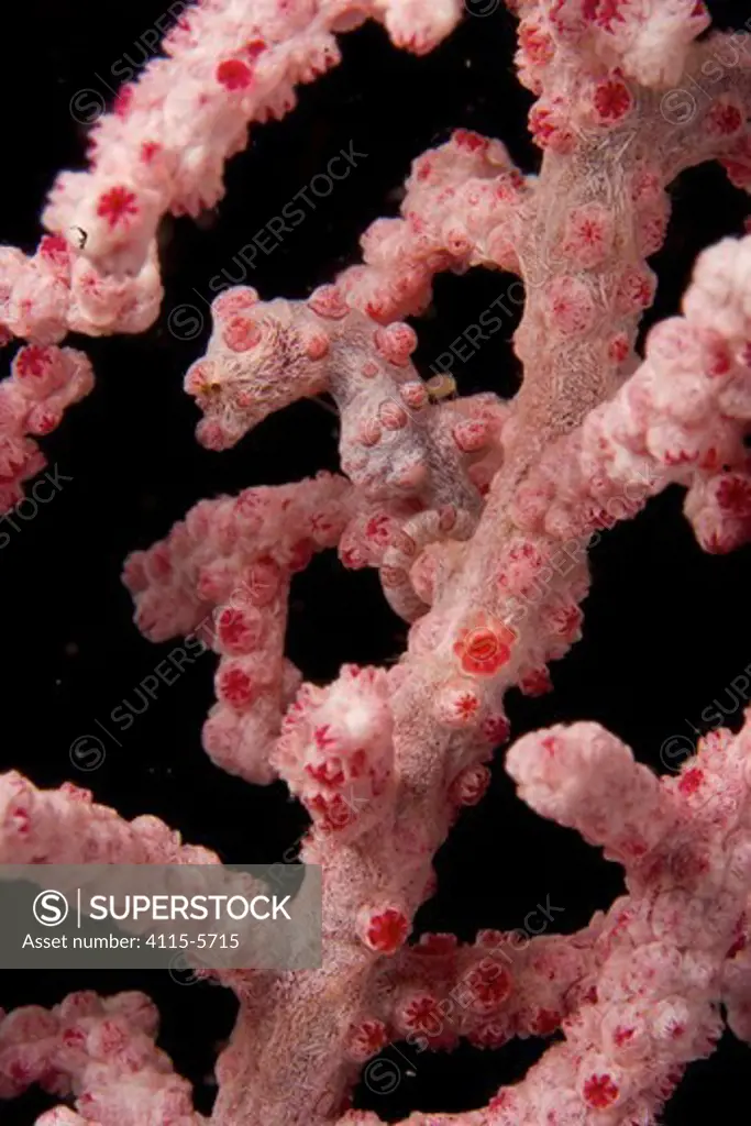 Close up of Pygmy seahorse (Hippocampus bargibanti) in pink color phase, camouflaged within the branches of a pink sea fan, Malapascua Island, Visayan Sea, Philippines