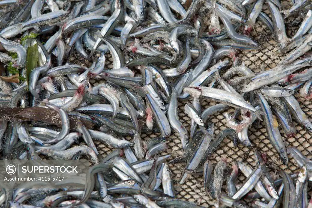 Small fish harvested by fisherman of Malapascua Island. Visayan Sea, Philippines, March 2006