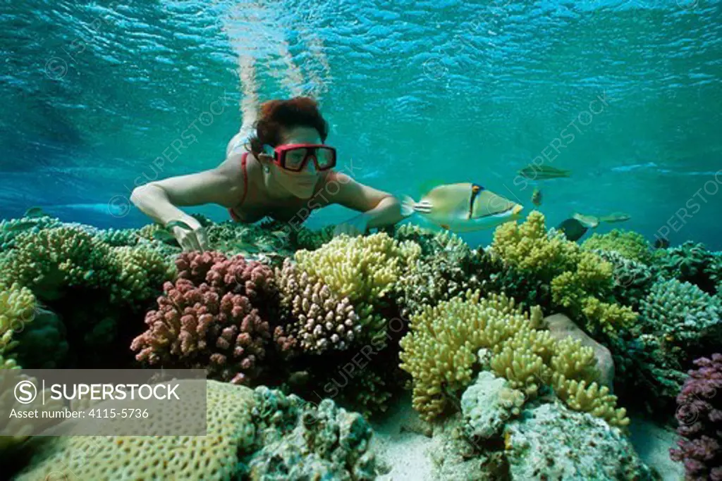 Free diver observing Picasso / Lagoon triggerfish (Rhinecanthus aculeatus) on coral reef, Sinai, Egypt, Red Sea Model released