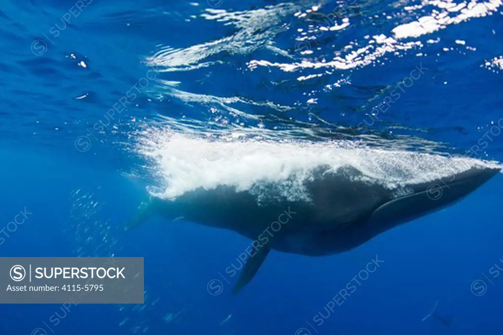Bryde's whale (Balaenoptera brydei / edeni) closes mouth, after feeding on baitball of Sardines (Sardinops sagax) off Baja California, Mexico, Eastern Pacific Ocean. 5 in sequence of 5