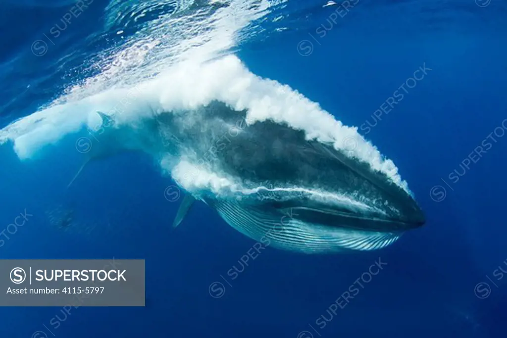 Bryde's whale (Balaenoptera brydei / edeni) expelling air and water from mouth through baleen plates after engulfing part of a baitball of Sardines, Sardinops sagax, off Baja California, Mexico (Eastern Pacific Ocean)