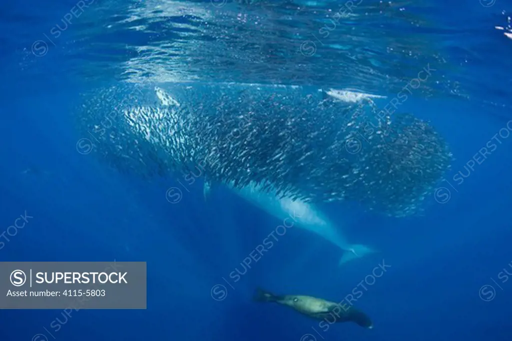 Bryde's whale (Balaenoptera brydei / edeni) and California sea lions (Zalophus californianus) feeding on mixed baitball of Sardines and Pacific chub mackerel (Scomber japonicus) off Baja California, Mexico (Eastern Pacific Ocean)