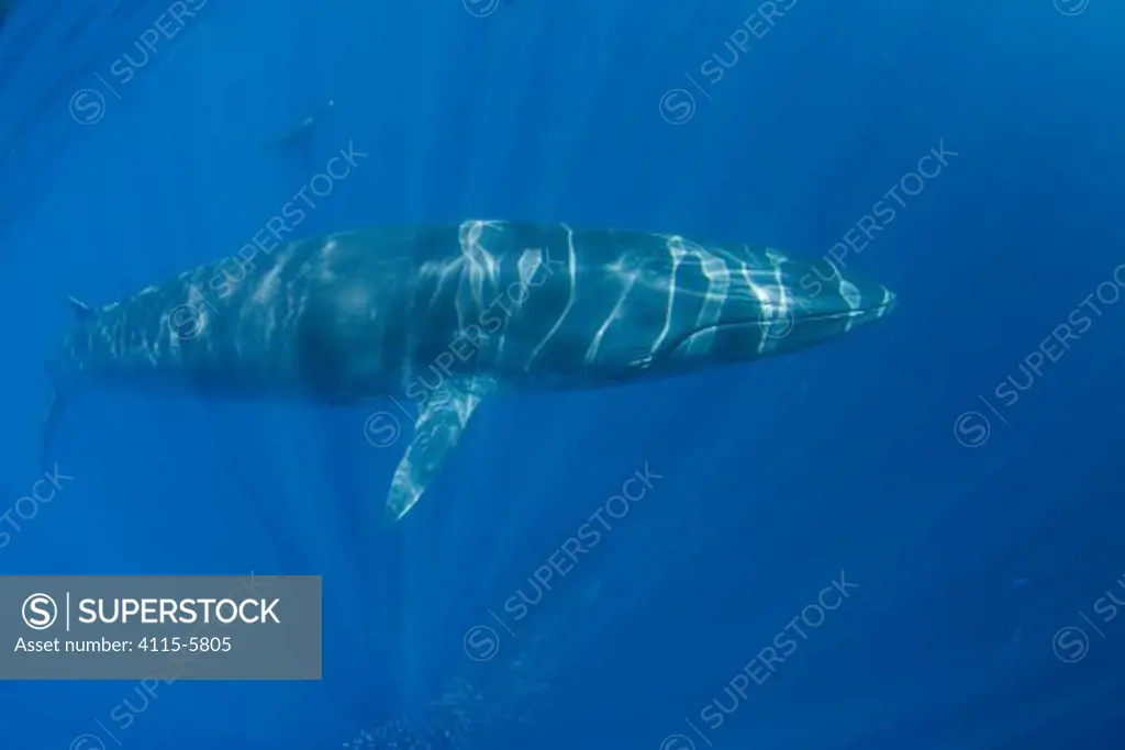 Bryde's whale (Balaenoptera brydei / edeni) swimming over a bait ball of Sardines, three ridges on forehead that distinguish the Bryde's whale from other mysticetes are prominently visible. Off Baja California, Mexico (Eastern Pacific Ocean)