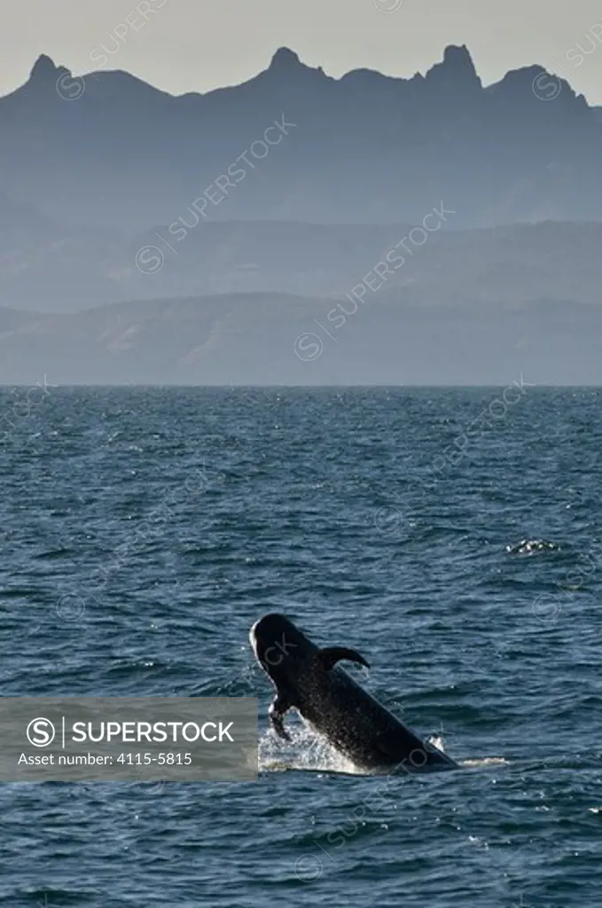 Short-finned pilot whale (Globicephala macrorhynchus) breaching, Sea of Cortez, Baja California, Mexico