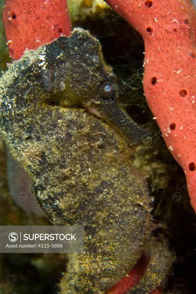 Lined / Northern seahorse (Hippocampus erectus) sheltering in sponge, Dominica, West Indies, Caribbean.