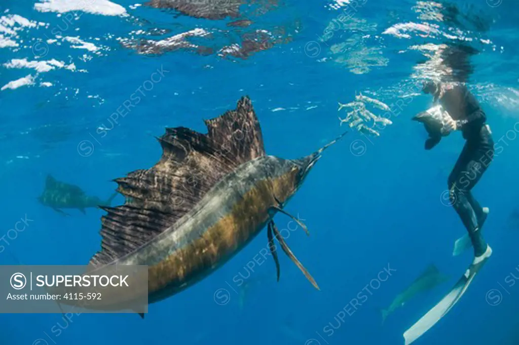 Mark Strickland photographs Atlantic sailfish Istiophorus albicans} attacking bait ball of Spanish sardines / gilt sardine / pilchard / round sardinella  Sardinella aurita} off Yucatan Peninsula, Mexico, Caribbean Sea