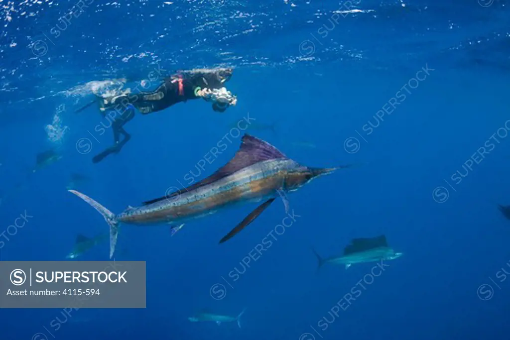 Mark Strickland photographs Atlantic sailfish Istiophorus albicans} hunting sardines off Yucatan Peninsula, Mexico, Caribbean Sea