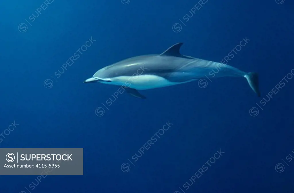 Long-beaked common dolphin (Delphinus capensis) swimming underwater Guadalupe Island Biosphere Reserve, off the coast of Baja California, Mexico, Pacific ocean, September