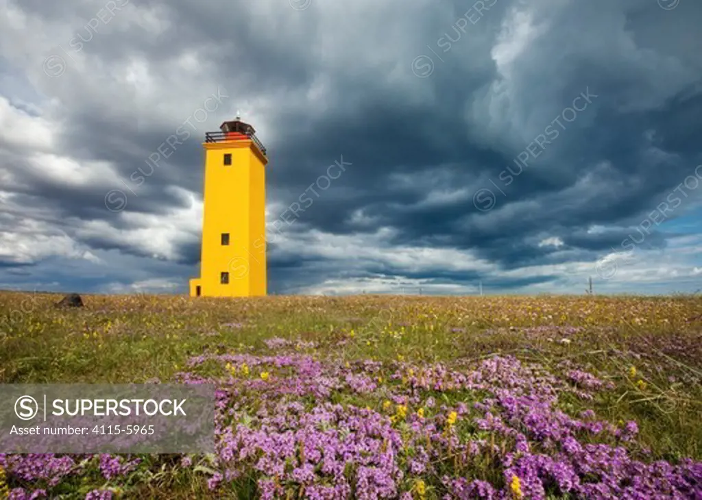 Wildflowers in bloom, with brightly painted yellow Selvogsviti Lighthouse under dark storm clouds,Reykjanes, Iceland, July 2009.