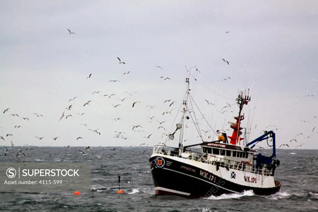 Wick registered fishing vessel 'Opportune' using the seine net method of fishing for haddock and flatfish, surrounded by seagulls. St. Magnus Bay, Shetland, March 2009.