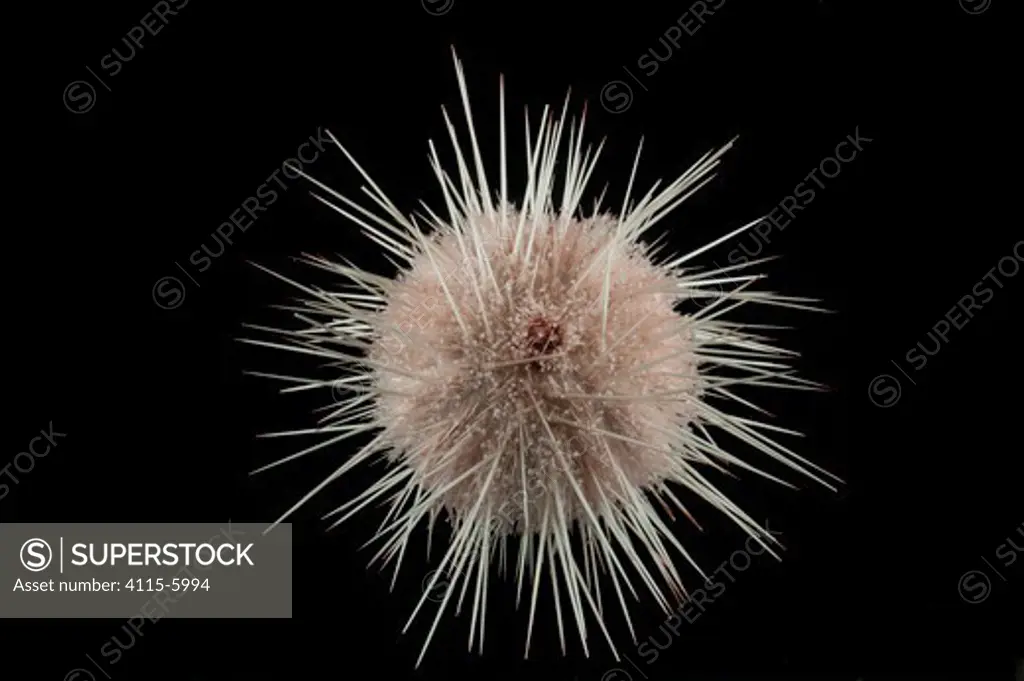 Deepsea Echinoid sea urchin (Echinus sp) from mid Atlantic Ridge, June 2010