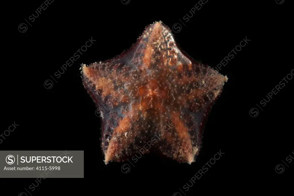 Ventral view of deepsea benthic Asteroid / Seastar (Hymenaster sp) from mid atlantic ridge, approx 2500m, June 2010